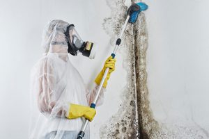 Reasons to Call a Professional for Mold Removal