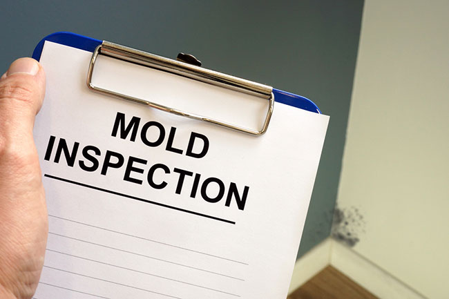Reasons to Get a Mold Inspection in Your Home