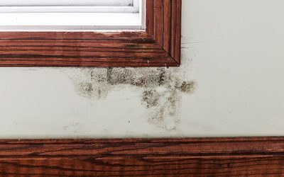 Potential Causes of Mold Damage in the Home