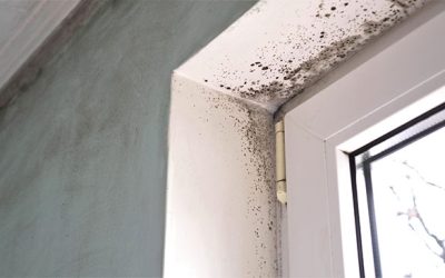 The Dos and Don’ts of Mold Removal