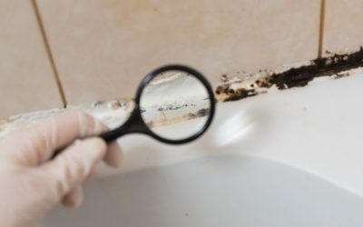 What Technicians Look for During a Mold Inspection