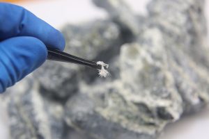 What to Know About Asbestos Removal