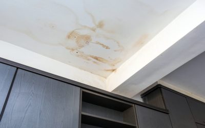 How to Tell if You Need Mold Removal Services