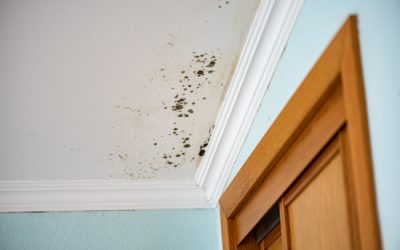 How a Mold Inspection Can Keep You Healthy
