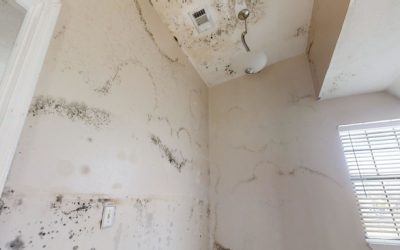 What Sets Us Apart from Other Mold Removal Companies?