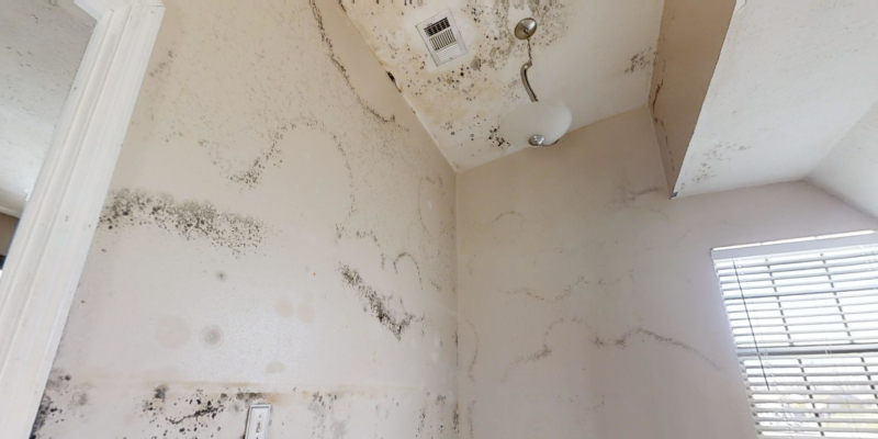 Why Is it Important to Detect Mold Damage Early?