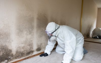 When to Schedule Professional Mold Remediation Services