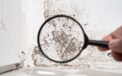 3 Reasons Why a DIY Mold Inspection Isn’t Reliable