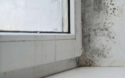 Common Problems With DIY Mold Removal Methods